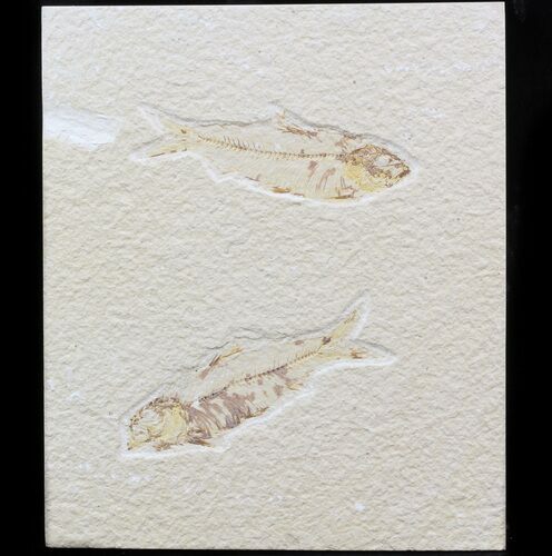 Multiple Knightia Fossil Fish Plate - x #42442